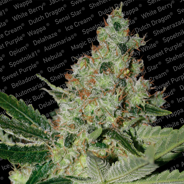 Acid 5 u. fem. Paradise Seeds