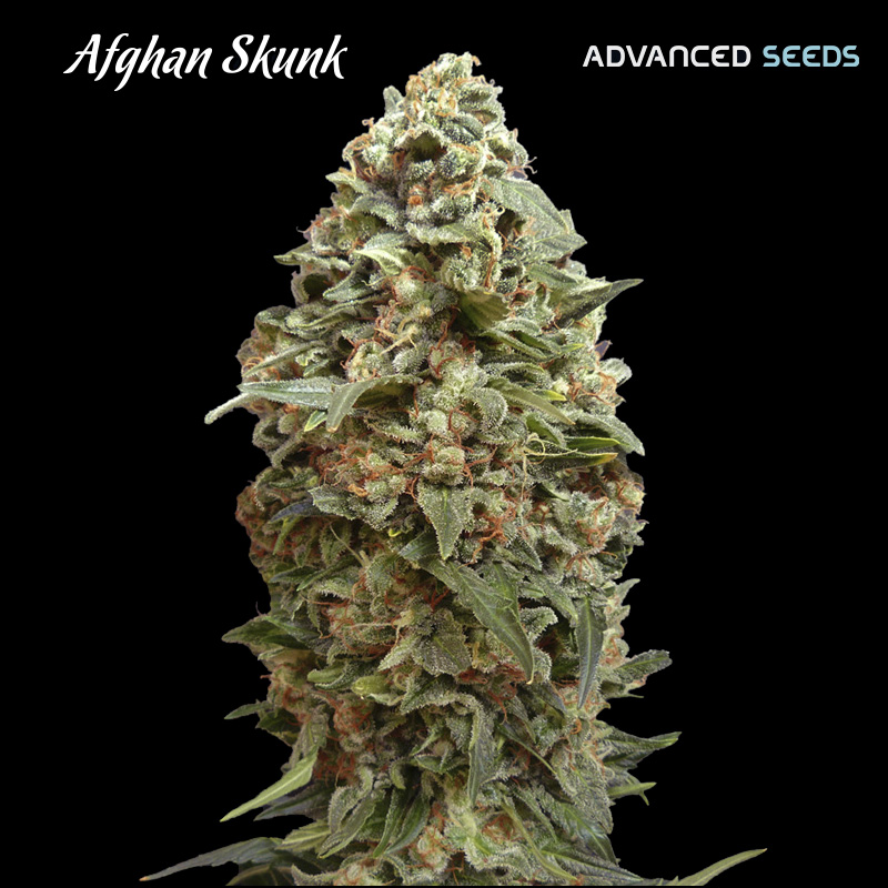 Afghan Skunk 25 u. fem. Advanced Seeds