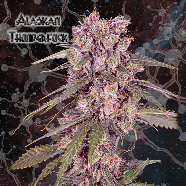 Alaskan Thunderfuck 5 u. fem. Geneseeds