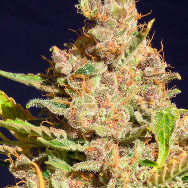 Alien Gorilla 3 u. fem. Original Sensible