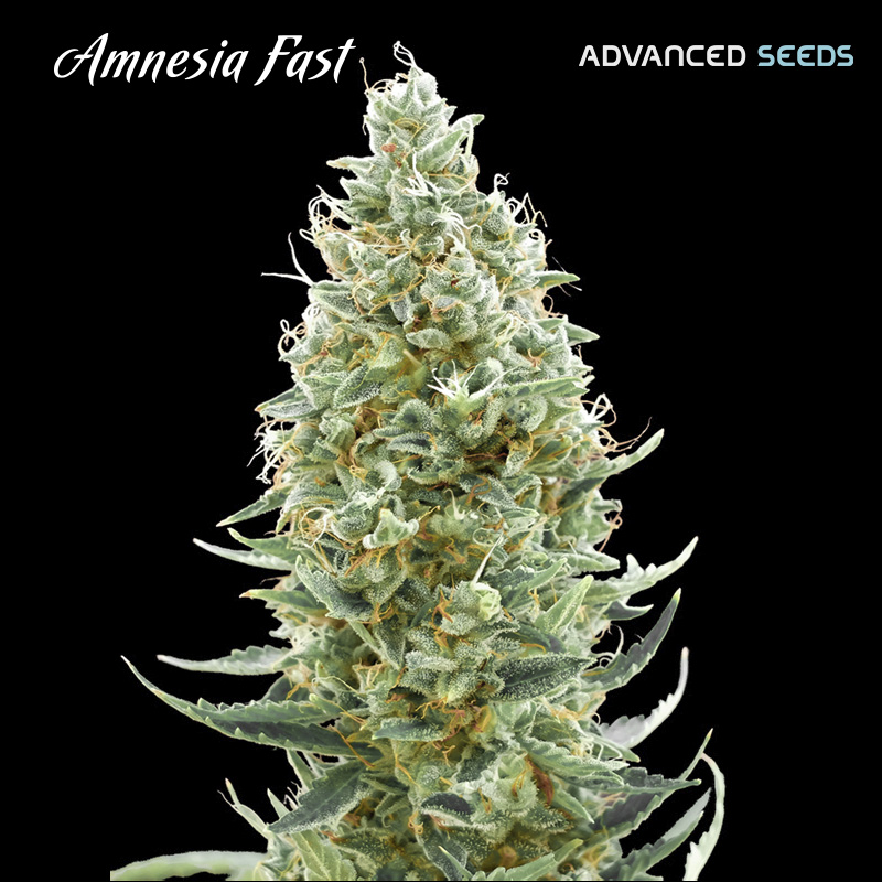 Amnesia Fast 5 + 2 u. fem. Advanced Seeds