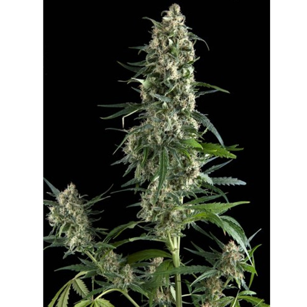 Amnesia Gold 1 u. blister x 12 u. fem. Pyramid Seeds