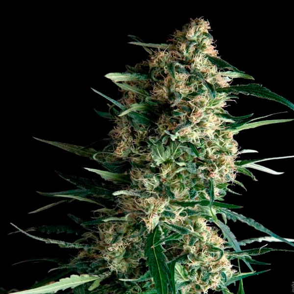 Amnesia Gold 3 u. fem. Pyramid Seeds