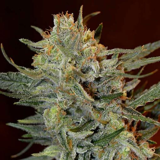Amnesia Lemon Kush 5 u. fem. Garden of Green Seeds