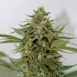 Amnesia Lemon Pie 15 u. fem. Garden of Green Seeds