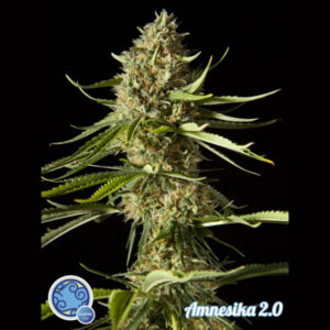 Amnesika 2.0 3 u fem Philosopher