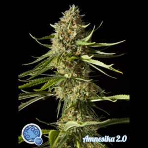 Amnesika 2.0 5 u fem Philosopher