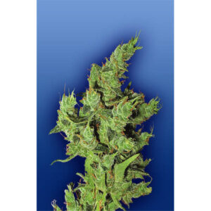 Amsterdam Mist 10 u. fem. Flying Dutchmen