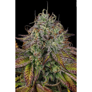 Apricot Candy  3 u. fem. Paradise Seeds