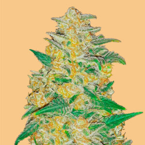 Auto AK  1 u. fem. FastBuds Seeds