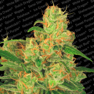 Auto Acid   5 u. fem. Paradise Seeds