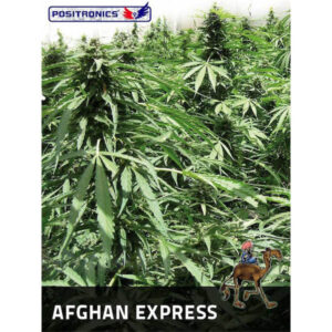 Auto Afghan Express  5 u. fem. Positronics Seeds