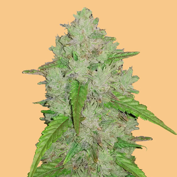 Auto Amnesia Haze 1 u. fem. FastBuds Seeds