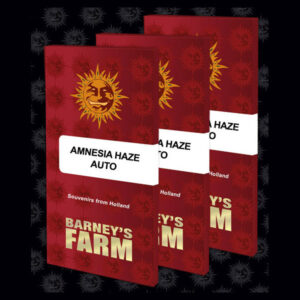 Auto Amnesia Haze  3 u. fem. Barney's