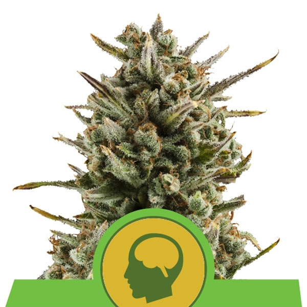 Auto Amnesia Haze 3 u. fem. Royal Queen