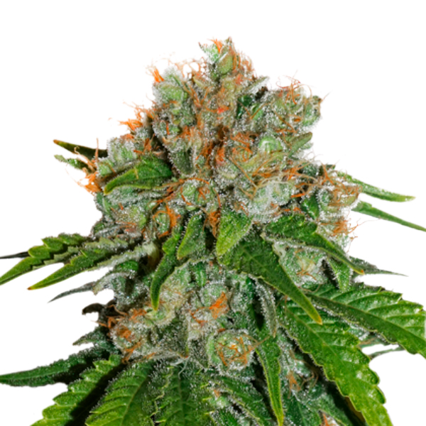 Auto Amnesia fem. 5 u. Seedstockers