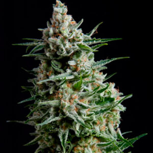 Auto Anesthesia  3 u. fem. Pyramid Seeds