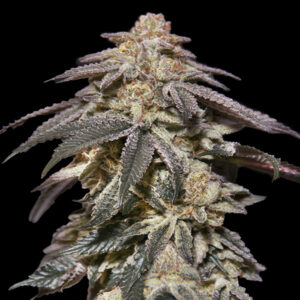Auto Apple Bananas  100 u. fem. 00 Seeds