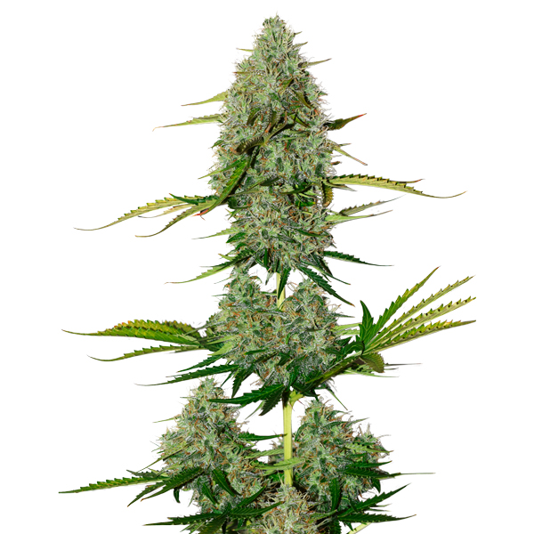 Auto BCN Critical XXL fem. 1 u. Seedstockers