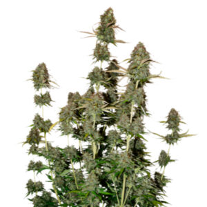 Auto BCN Power Plant fem. 25 u. Seedstockers