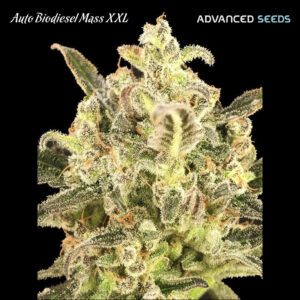 Auto Biodiesel Mass XXL   5 + 2 Advanced Seeds