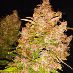 Auto Blackberry Kush 1 u. fem. Dutch Passion