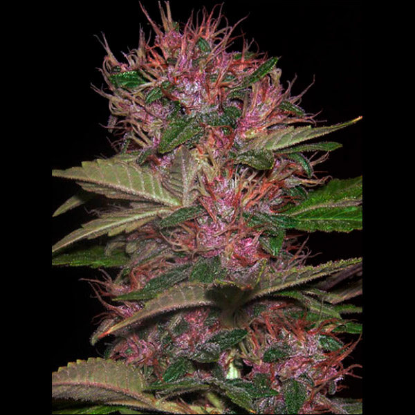 Auto Blue Kush 99 - 1 u. fem. Xtreme Seeds