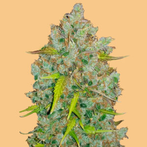 Auto Bubblegum  5 u. fem. FastBuds Seeds