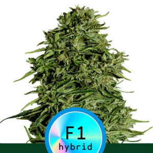 Auto CBD Cosmos F1 -  5 u. fem. Royal Queen