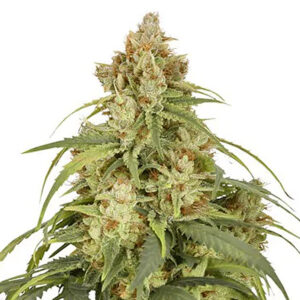 Auto CBD Victory  3 u. fem. Dutch Passion