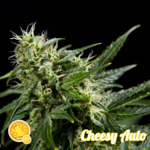 Auto Cheesy 5 u fem Philosopher