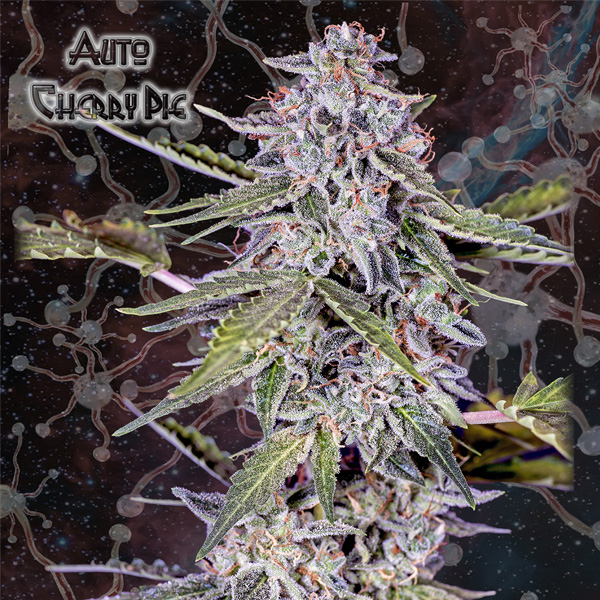 Auto Cherry Pie 1 u. fem. Nemeseeds