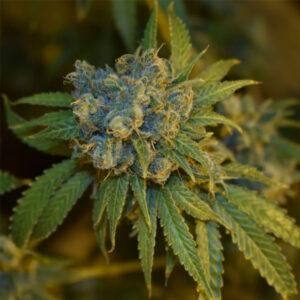 Auto Cherry Punch 3 u fem Philosopher