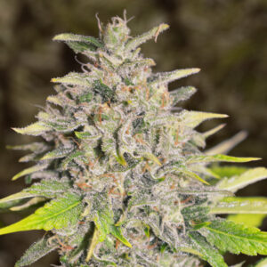 Auto Chocolope   3 ud High Speed Buds