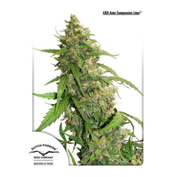 Auto Compassion Lime CBD 1 u. fem. Dutch Passion