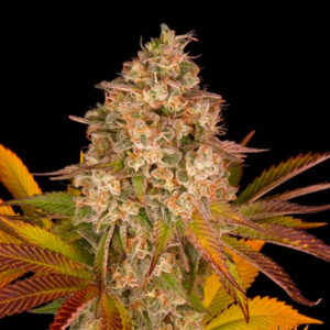 Auto Cookies Kush 10 u. fem. Barney's