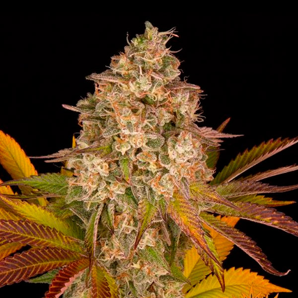 Auto Cookies Kush 5 u. fem. Barney's