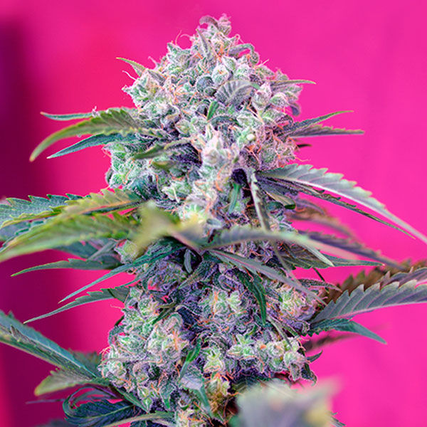 Auto Cream Mandarine 25 u. fem. Granel Profesionales Sweet Seeds