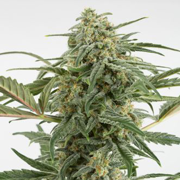 Auto Critical + 2.0 - 25 u. fem. Dinafem