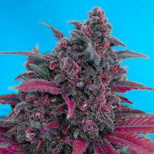 Auto Dark Devil  25 u. fem. Granel Profesionales Sweet Seeds