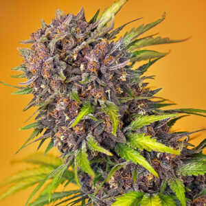 Auto Diablo Rojo XL 100 u. fem. Granel Profesionales Sweet Seeds
