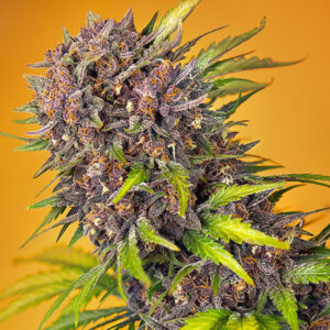 Auto Diablo Rojo XL 3+1 u. fem. Sweet Seeds