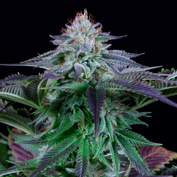 Auto Dinamed Kush CBD 10 u. fem. Dinafem