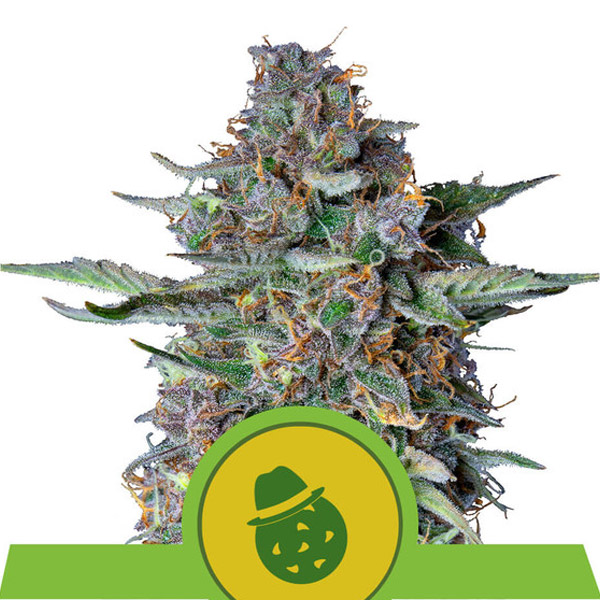 Auto Dosidos 1 u. fem. Royal Queen