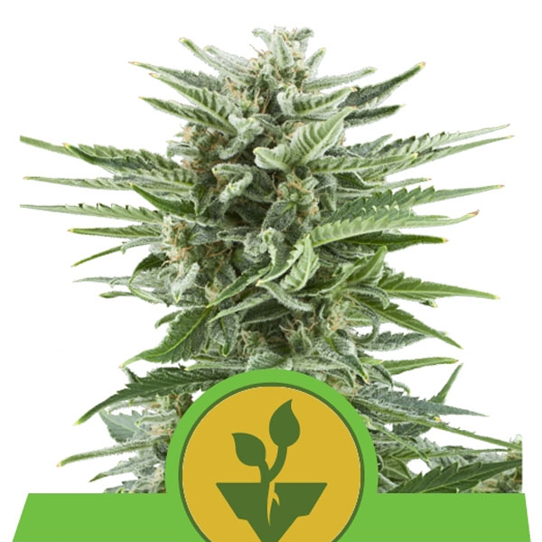 Auto Easy Bud 5 u. fem. Royal Queen