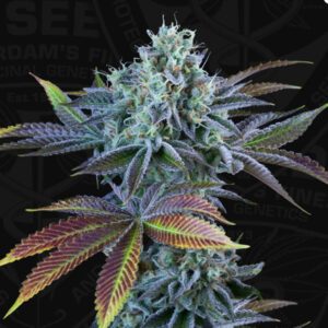 Auto French Cookies  5 u. fem. 710 Limited Pack T.H. Seeds