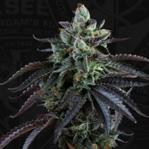 Auto French Macaron 2 u. fem. 710 Limited Pack T.H. Seeds