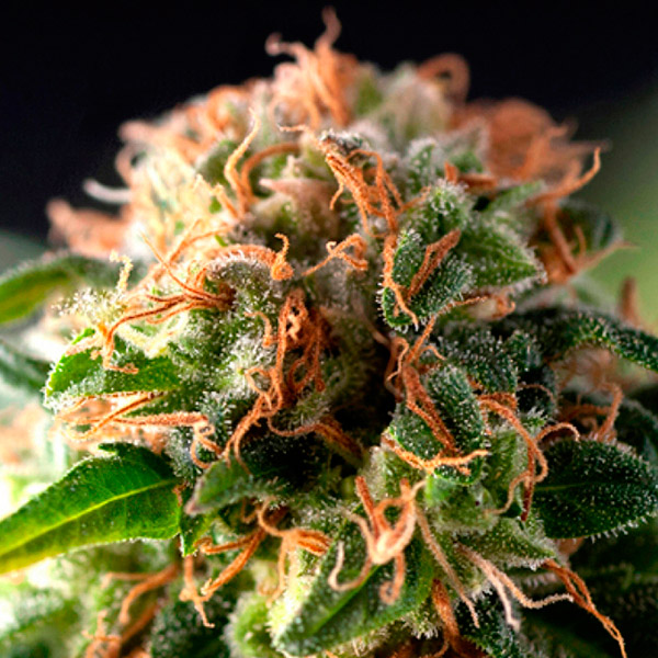 Auto Fresh Candy 1 u. blister x 12 u. fem. Pyramid Seeds