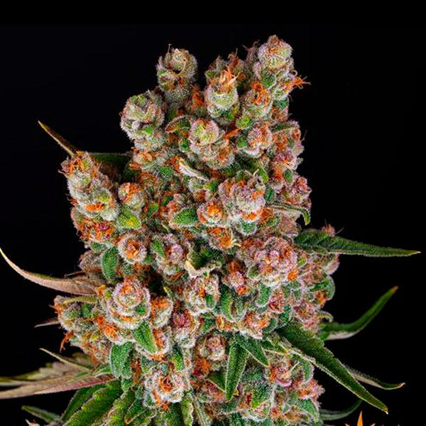Auto GMO 5 u. fem. Barney's