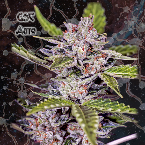 Auto GSC 1 u. fem. Nemeseeds